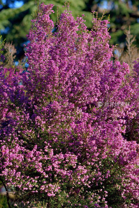 Erica cananaliculata / Channeled Heath /靶心设计Erica / Janome Erica